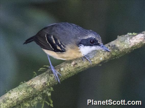 Black-faced Antbird (Myrmoborus myotherinus) - Female