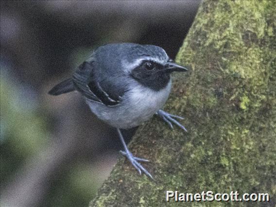 Black-faced Antbird (Myrmoborus myotherinus)