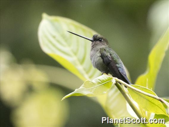 Blue-fronted Lancebill (Doryfera johannae) - Female