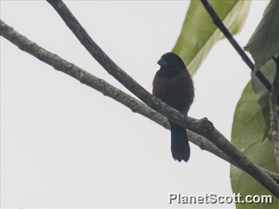 Chestnut-bellied Seed-Finch (Sporophila angolensis)