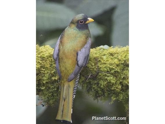 Collared Trogon (Trogon collaris)