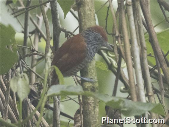 Lined Antshrike (Thamnophilus tenuepunctatus) - Female