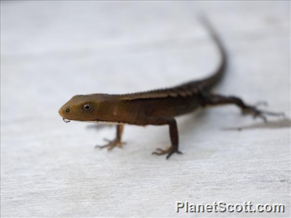 Spectacled Lizard (Gelanesaurus flavogularis)