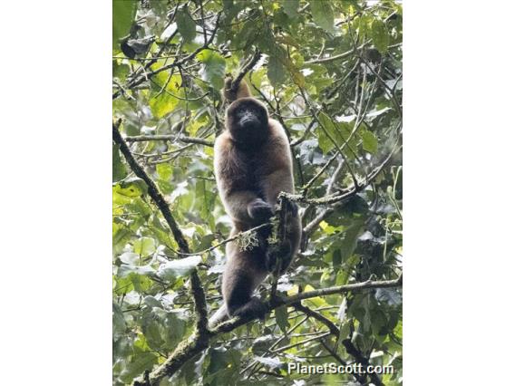 Common Woolly Monkey (Lagothrix lagotricha)