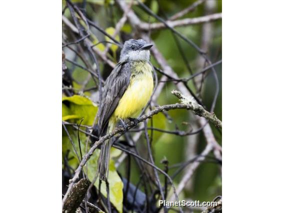 Tropical Kingbird (Tyrannus melancholicus)