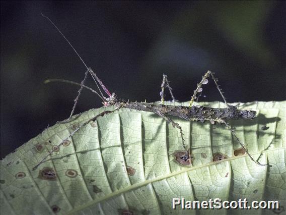 Walkingstick (Spinopeplus sp)