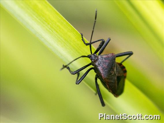 Leaf-footed Bug (Piezogaster rubropictus)