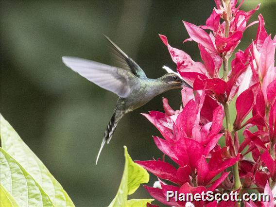 Green Hermit (Phaethornis guy) - Female