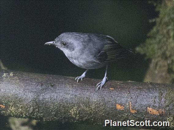 Plain Antvireo (Dysithamnus mentalis)