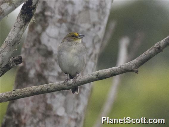 Yellow-browed Sparrow (Ammodramus aurifrons)