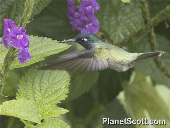 Violet-headed Hummingbird (Klais guimeti)