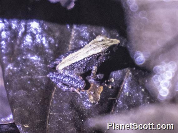 Rain Frog (Pristimantis acerus)