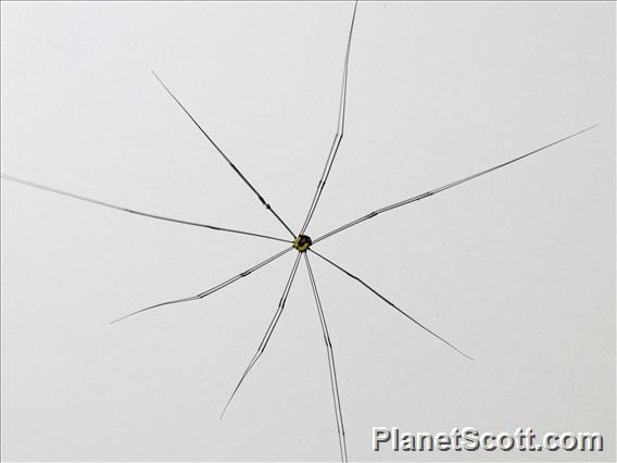 Harvestman (Sclerosomatidae sp)