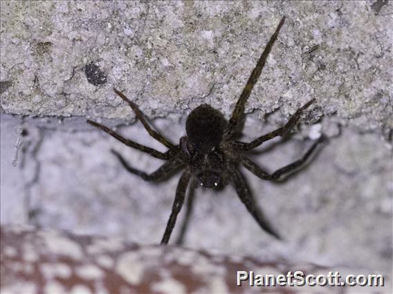 Spider (Lycosidae sp)