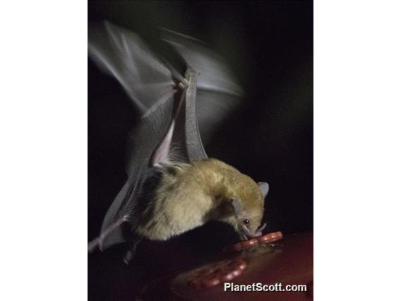 Handley's Nectar Bat (Lonchophylla handleyi)