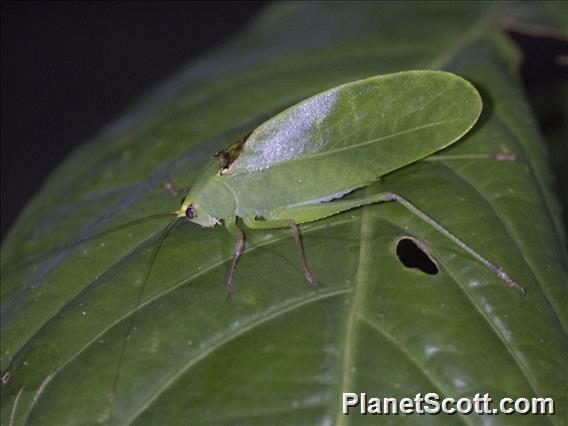 Leaf Katydid (Katydid sp)