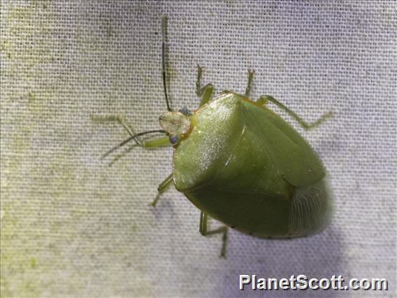 Stink Bug (Chinavia sp)