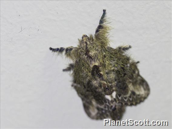 Lappet Moth (Euglyphis submarginalis)