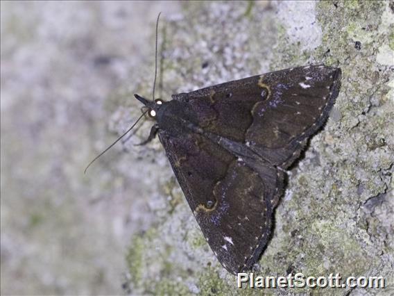 Hypenine Snout Moth (Hypena sp)