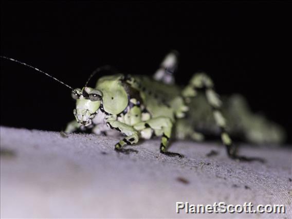 Leaf Katydid (Dysonia sp)