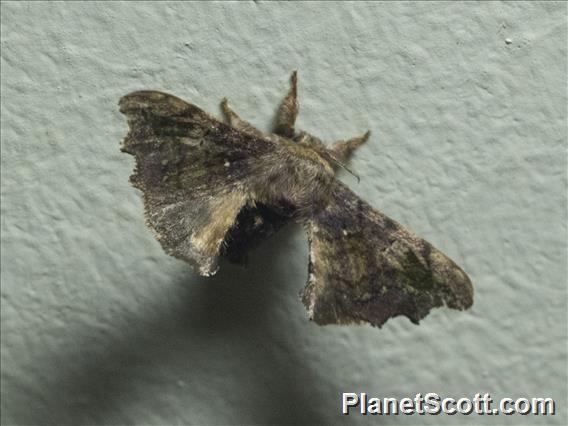 Silkworm Moth (Quentalia sp)