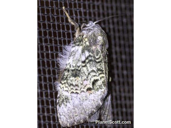 Lappet Moth (Euglyphis sp)