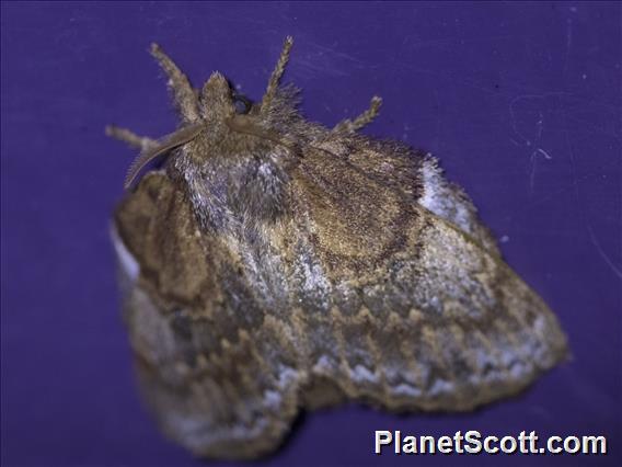 Lappet Moth (Euglyphis sp)