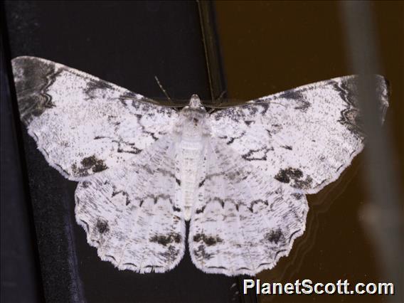 Geometer Moth (Geometera sp)