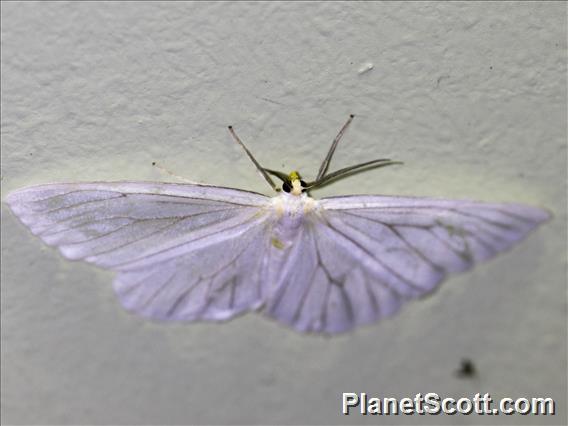 Geometer Moth (Geometera sp)