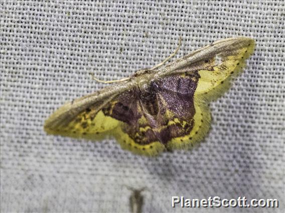 Geometer Moth (Geometera sp)