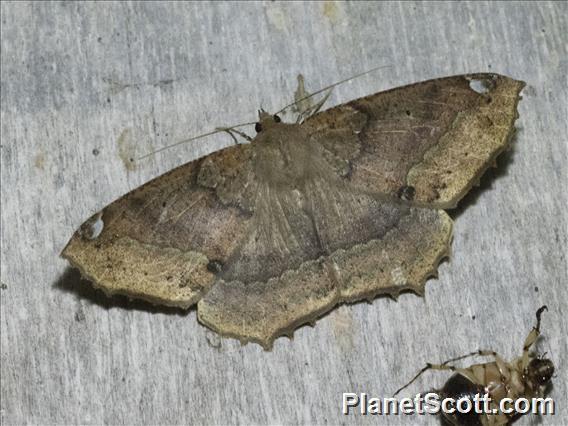 Geometer Moth (Geometera sp)