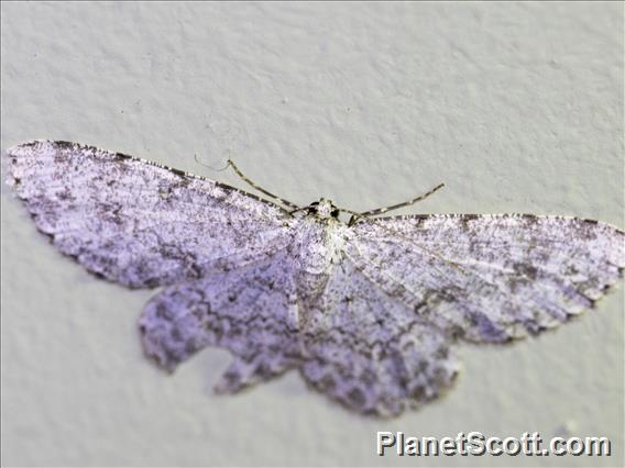 Geometer Moth (Geometera sp)