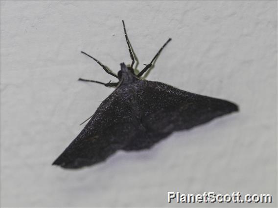 Tussock Moth (Erebida sp)