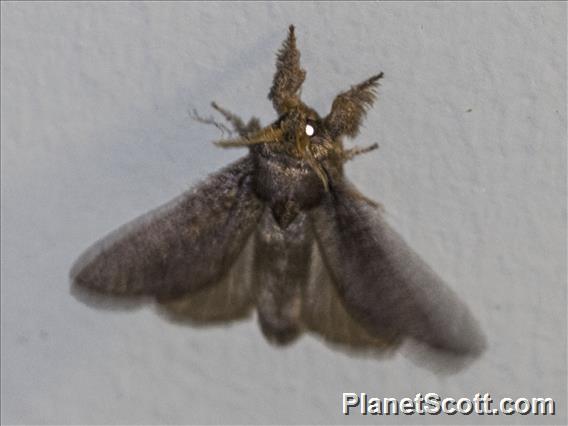 Lappet Moth (Lasiocampida sp)