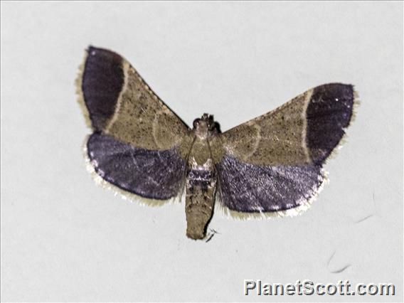 Geometer Moth (Geometera sp)