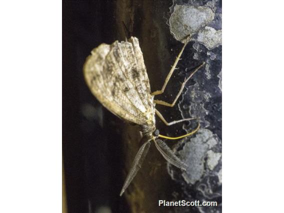 Geometer Moth (Geometera sp)