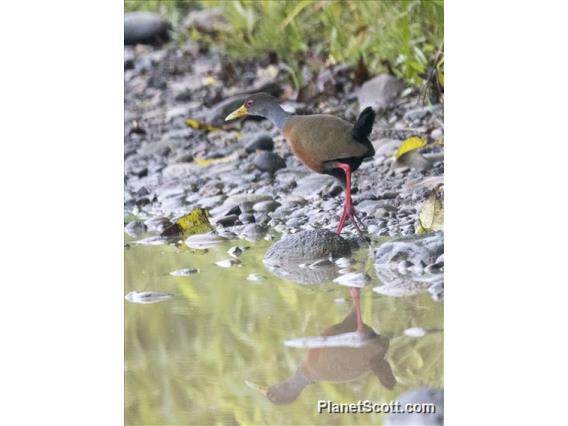 Gray-cowled Wood-Rail (Aramides cajaneus)