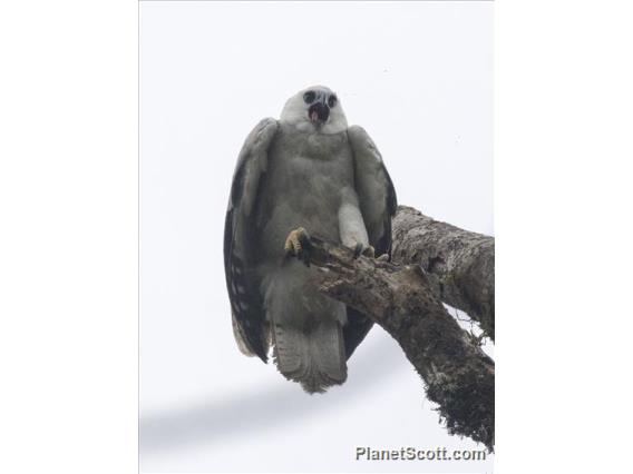 Harpy Eagle (Harpia harpyja)