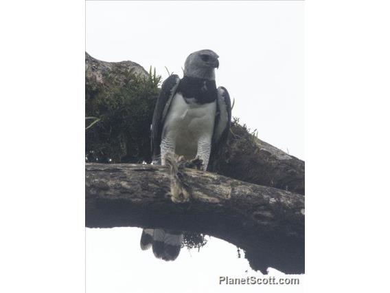 Harpy Eagle (Harpia harpyja)