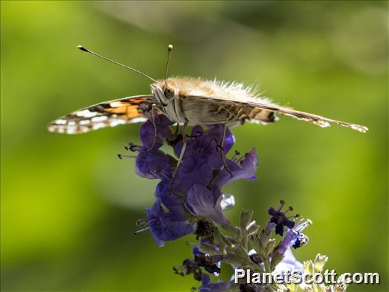 Painted Lady (Vanessa cardui)