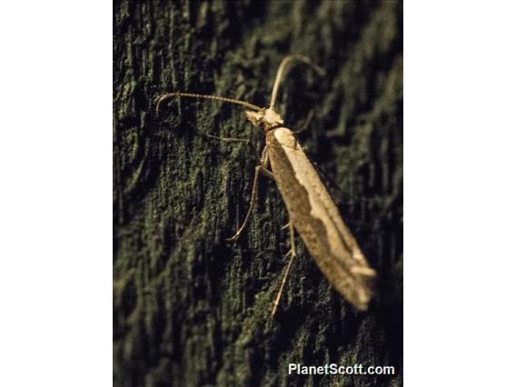 Diamondback Moth (Plutella xylostella)