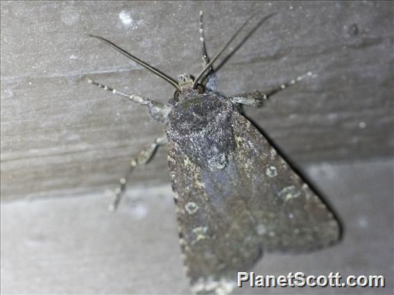 Cutworm Moth (Lacanobia sp)