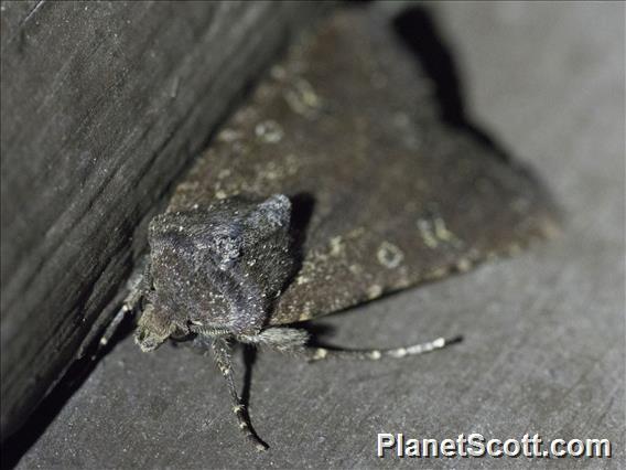 Cutworm Moth (Lacanobia sp)