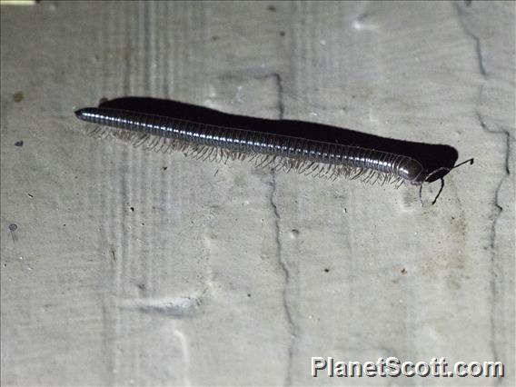 Snake Millipede ( Parajulidae sp)