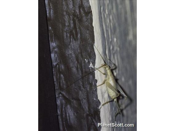 Common Tree Cricket (Oecanthus sp)