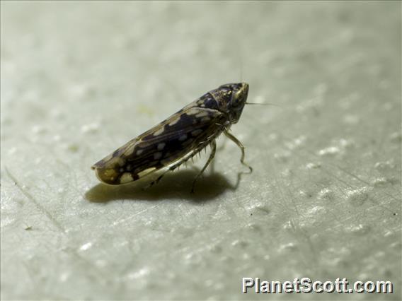 Spittlebug (Osbornellus sp)