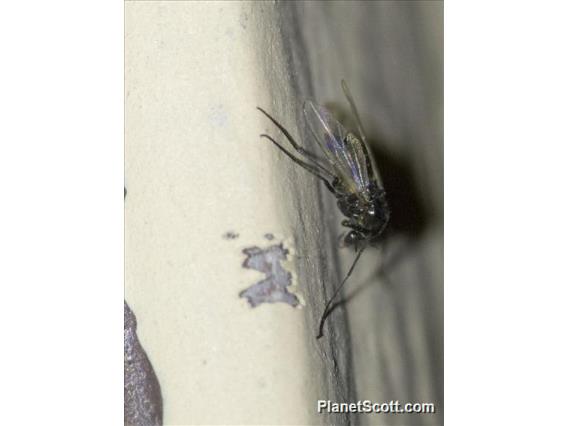 Dark-winged Fungus Gnat (Sciaridae sp)