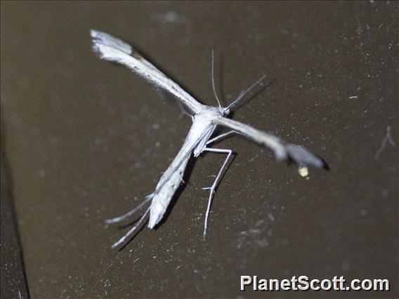 Morning-glory Plume Moth (Emmelina monodactyla)