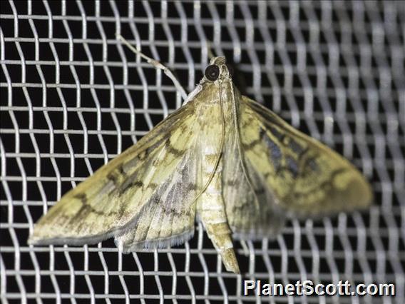 Pearl Moth (Mimorista subcostalis)