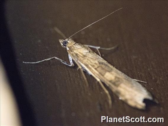 Lucerne Moth (Nomophila nearctica)